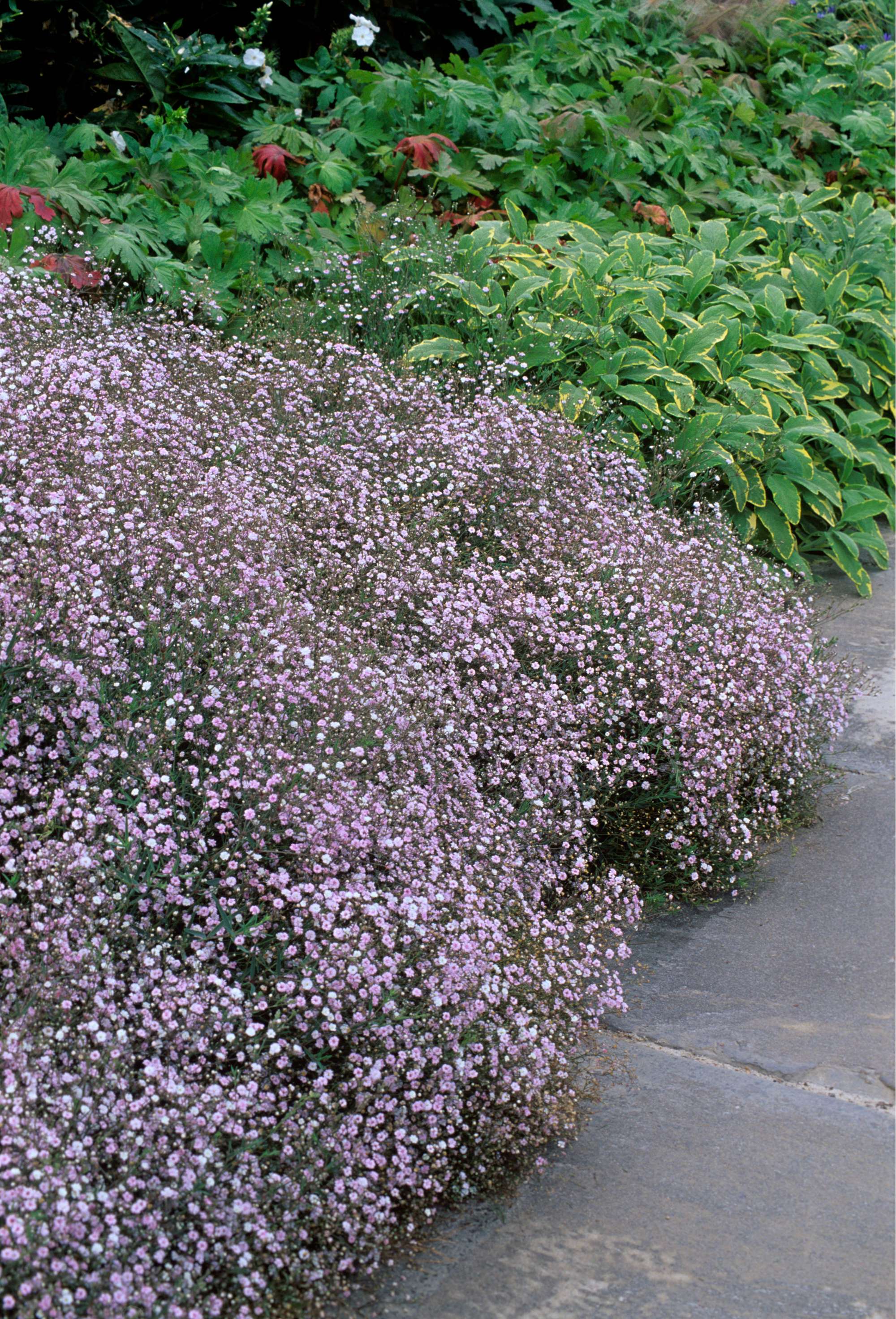 Brudslöja 'Pacifica'